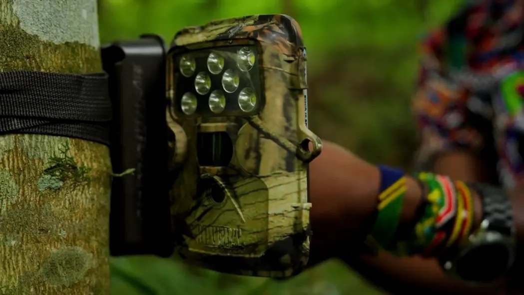 مویزی موگروا، یک محافظ طبیعت اوگاندایی، در سال ۲۰۱۳ یک پروژهٔ بین‌المللی دوربین‌تراپ برای کسب اطلاعات بیشتر دربارهٔ گربه‌طلایی آفریقا آغاز کرد. امروز، شبکهٔ دوربین‌تراپ او در ۳۰ جنگل در ۱۹ کشور اجرا می‌شود؛ که او می‌گوید این بزرگ‌ترین شبکهٔ دوربین‌تراپ برای هر گونهٔ حیات‌وحش آفریقایی است.
