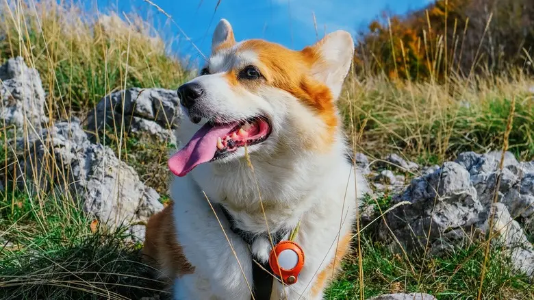 سگی با قلاده AirTag ایستاده در بیرون