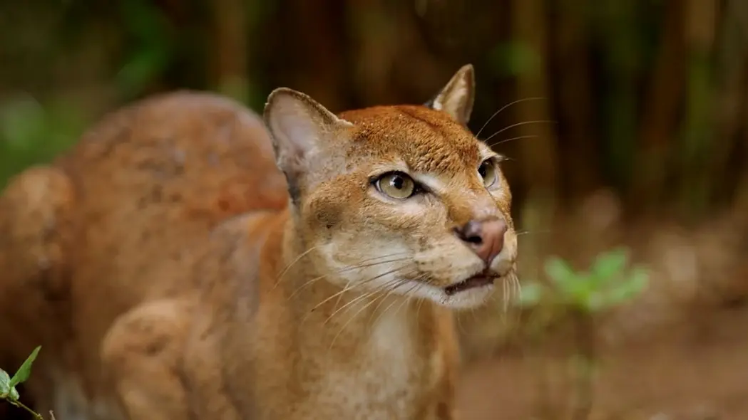 در حال حاضر هیچ تخمین جمعیتی برای این گونه وجود ندارد، اما از طریق نظارت بر شبکهٔ تلههای دوربین که از الگوریتم هوش مصنوعی توسعهیافته توسط سازمان غیرانتفاعی پانتره برای مرتبسازی کارآمد مشاهدات گربه طلایی استفاده میکند، موگرو انتظار دارد تا اوایل سال ۲۰۲۶ عدد پایهای برای جمعیت بهدست آورد.