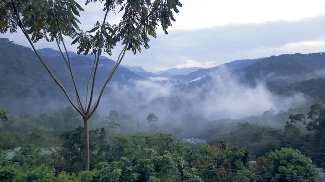 این تنها گربهٔ وحشی وابسته به جنگل در آفریقاست و در سراسر جنگلهای بارانی مرکز و غرب آفریقا زندگی میکند، مثل پارک ملی جنگل غیرقابلنفوذ بویندی در اوگاندا (در تصویر).