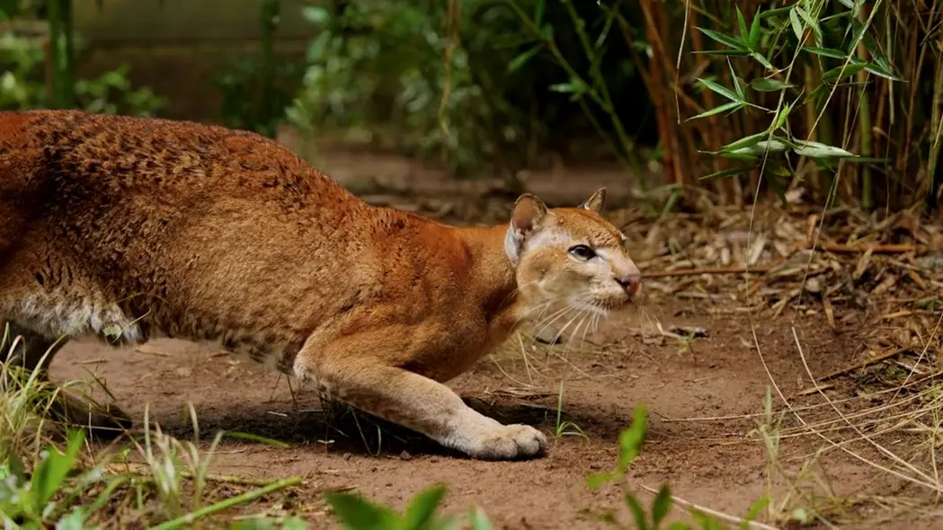 حدود دو برابر اندازه گربهٔ خانگی، این حیوانات سفت و مقاوم در دو رنگ ظاهر میشوند — طلایی سرخفام، همانگونه که در تصویر اینجا در یک محوطهٔ اوگاندا مشاهده میشود، و طلا‑خاکستری تیرهتر. این گونه دارای لکههای تیرهای بر روی پوست است که از الگوهای سرتاسری تا تنها در قسمت زیرین پشم متغیر است. این لکهها برای هر فرد منحصر بهفرد هستند و همانند اثر انگشت، امکان شناسایی گربههای فردی را فراهم میکنند.
