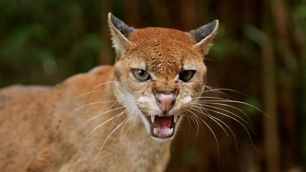 غذای این گربه عمدتاً از جوندگان، پستانداران کوچک و پرندگان تشکیل میشود، و اگرچه بیشتر در هنگام غروب و سپیدهدم فعال است، اما دوربینهای تله فعالیت آن را در طول روز و شب نشان دادهاند. با این حال، زمانی که انسانها حضور دارند، گربهها «بهطور کامل شبزیست» میشوند، موگرووا میگوید؛ چون سعی میکنند از افراد دور بمانند.