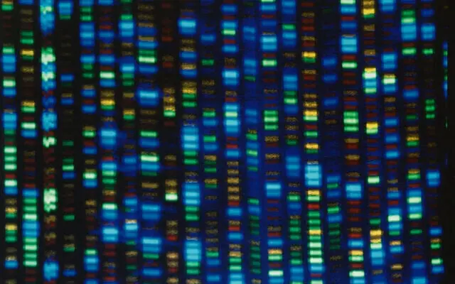 تصویر بدون تاریخ که توسط مؤسسه ملی پژوهش ژنوم انسان در دسترس قرار داده شده، خروجی یک توالییاب DNA را نشان میدهد. (NHGRI از طریق AP، فایل)