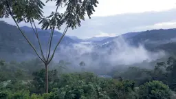 این تنها گربهٔ وحشی وابسته به جنگل در آفریقا است و در سراسر جنگلهای بارانی آفریقای میانه و غربی، مانند پارک ملی جنگل غیرقابلپریدن بویندی در اوگاندا (در تصویر) زندگی میکند.