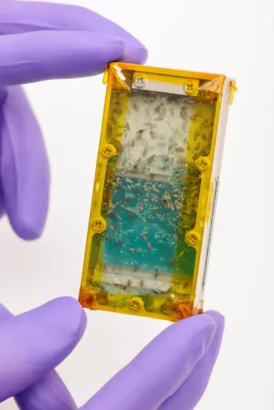 جعبهٔ مگس، محیطی برای مگس میوه. NASA / Dominic Hart