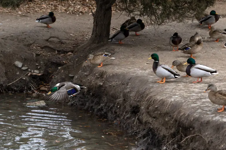 اردک‌های هندی در کنار حاشیهٔ یک برکه ایستاده و قدم می‌زنند؛ یکی از آن‌ها به داخل آب می‌رود.